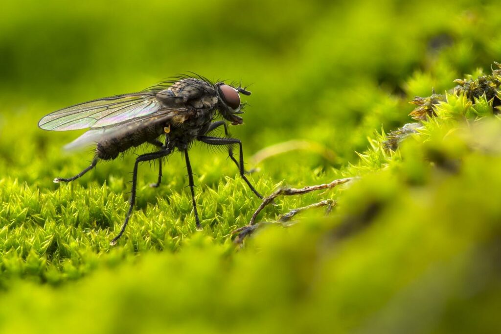 how to get rid of flies on artificial grass