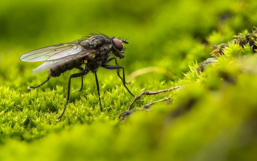 How To Get Rid Of Flies & Fleas On Artificial Grass?