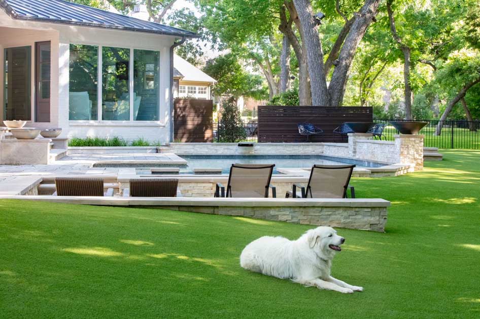 Can Dogs Pee On Artificial Grass How To Know If It s Safe