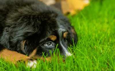 Best Artificial Grass Cleaner for Dog Urine