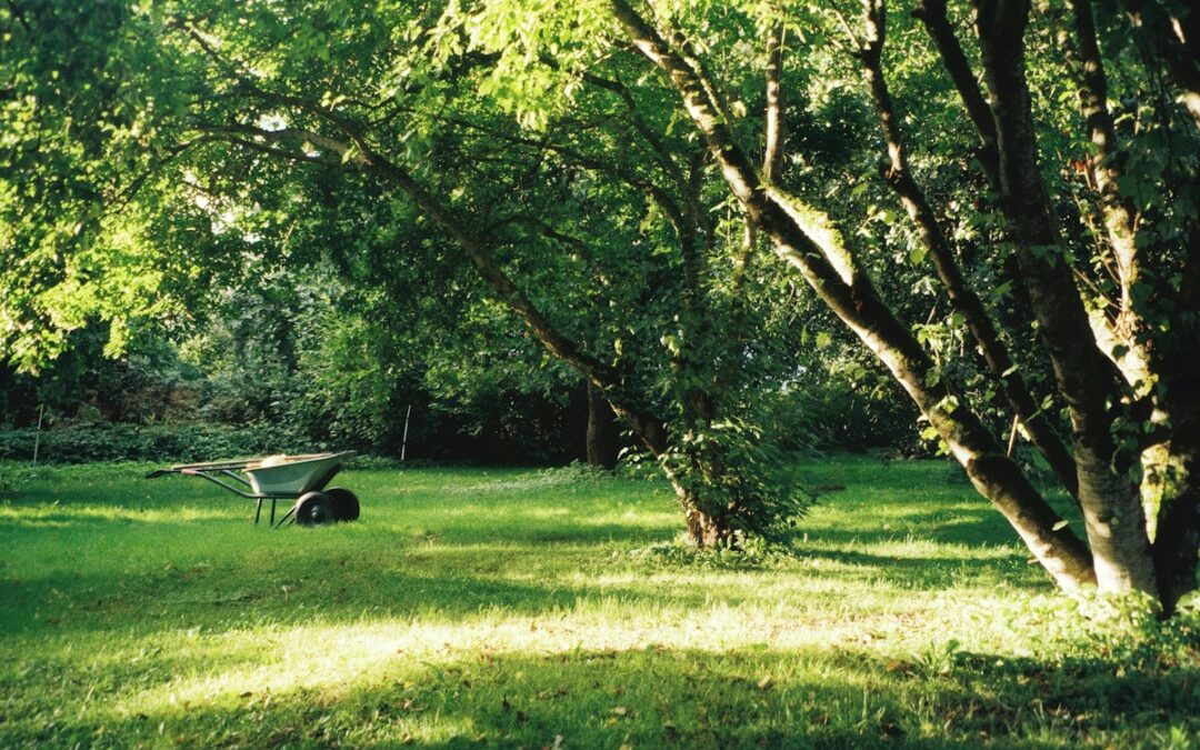 WHAT’S THE BEST GRASS FOR SHADE IN TEXAS?