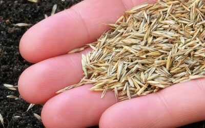 What’s the Best Time to Plant Grass Seed in Texas?