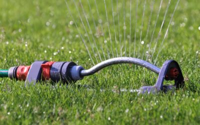 WHAT’S THE BEST TIME TO WATER GRASS IN TEXAS?