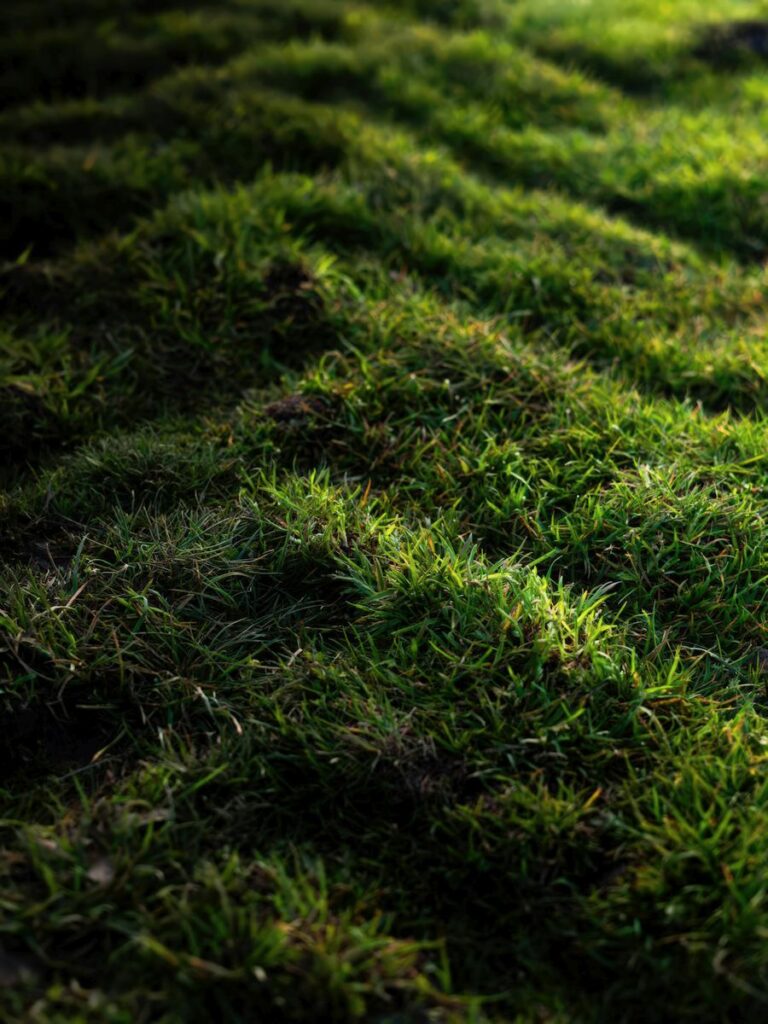 Grass Sod Installation