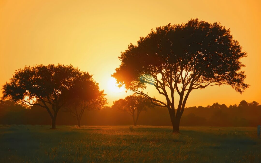 What’s the Best Grass for Texas Heat?