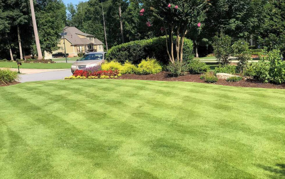 What's the Best Grass for Texas Heat? The 5 Best Types…