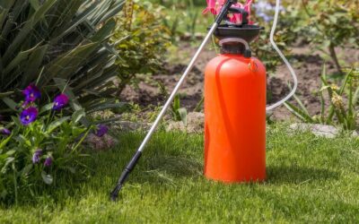 When’s the Best Time to Fertilize Grass in Texas?