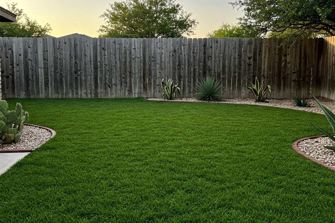 Low Maintenance Texas Landscaping Buffalo Grass