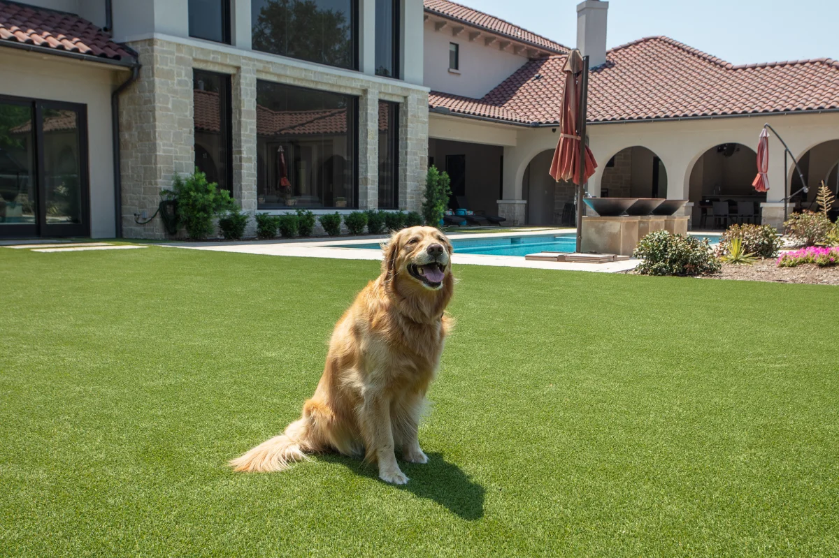 Artificial Pet Turf in a residential back yard with a dog sitting on it