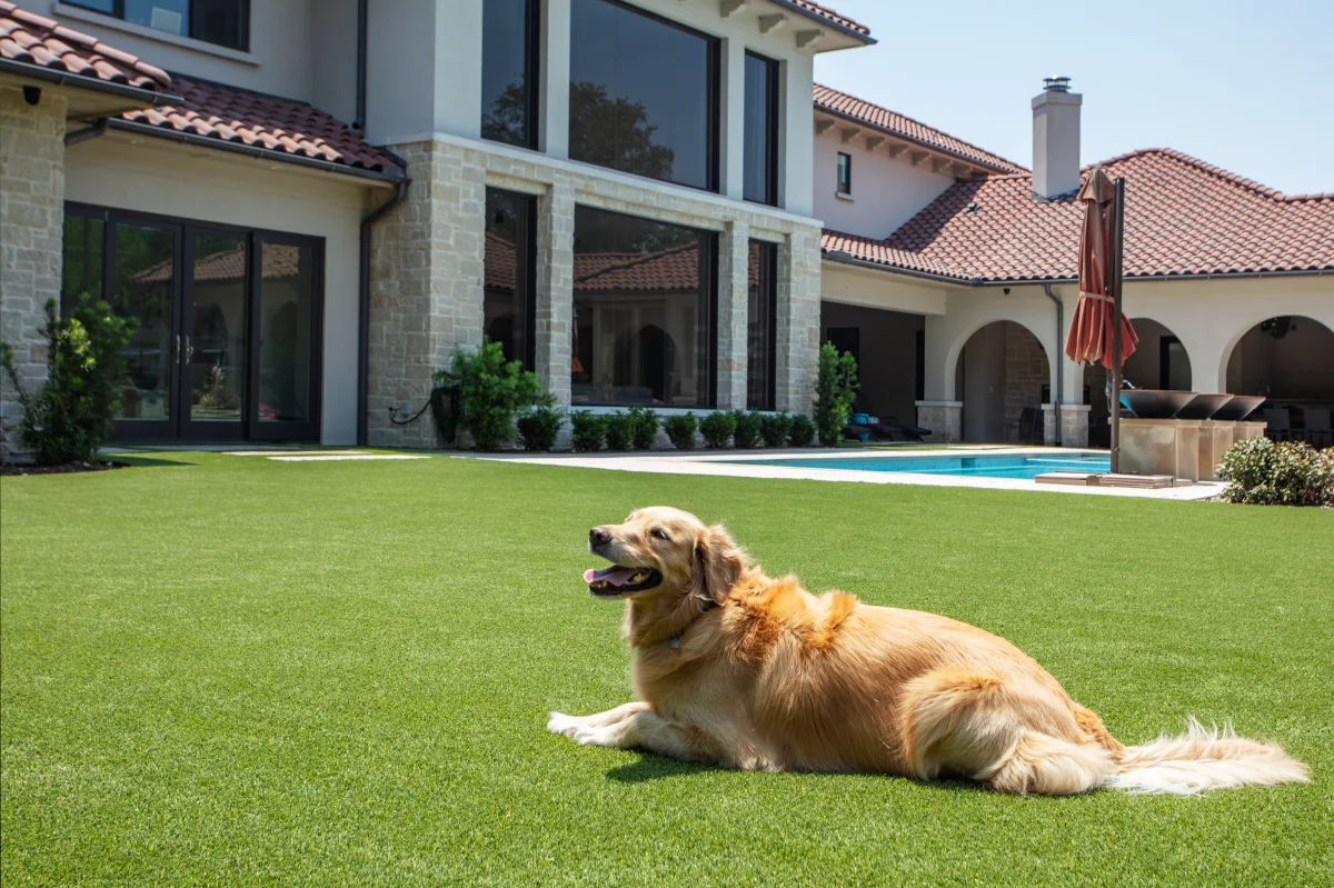 Artificial Turf Installation in a Backyard Artificial Turf installation in a large residential backyard with a dog enjoying the lawn